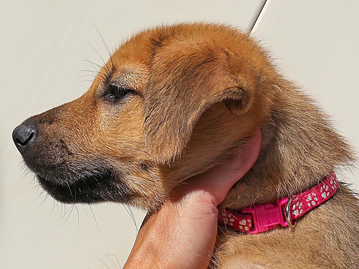 chinook puppy